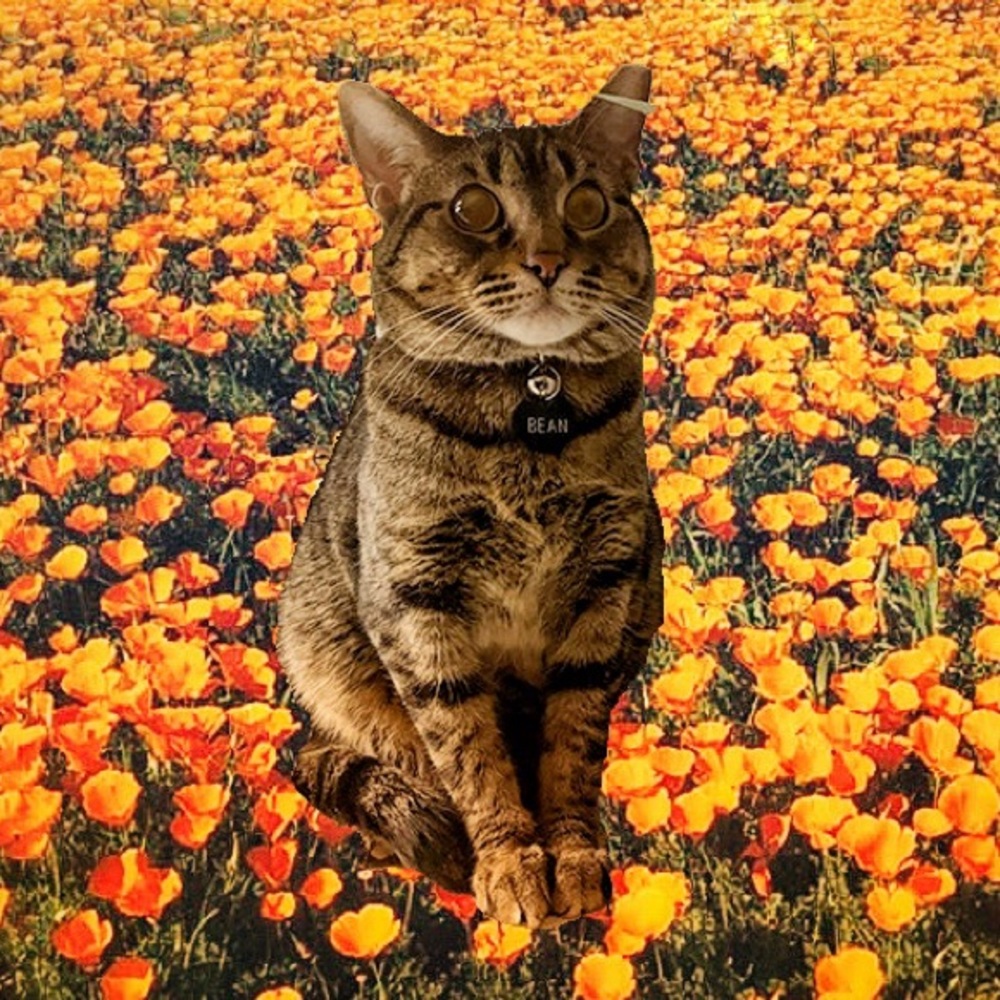 Meet your Posher, 🌼 nothing but poppies